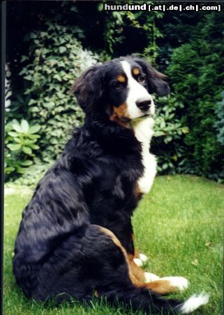 Berner Sennenhund Das ist Bienchen