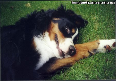 Berner Sennenhund Das ist Bienchen