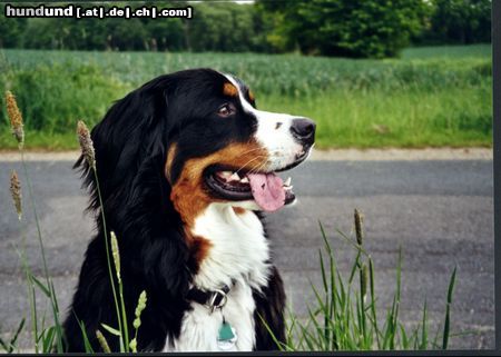 Berner Sennenhund Das ist Bienchen