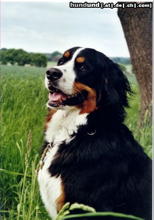 Berner Sennenhund Das ist Bienchen