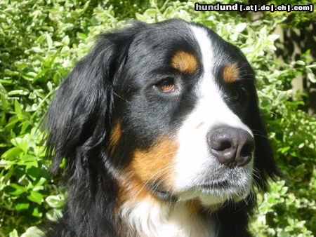 Berner Sennenhund Das ist meine süsse Biene