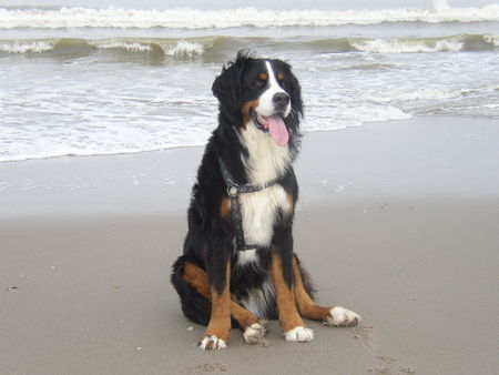 Berner Sennenhund Miro im Urlaub