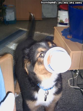 Berner Sennenhund Rocky Schleckt gern