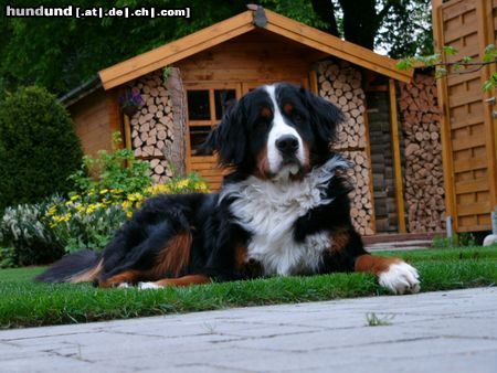 Berner Sennenhund