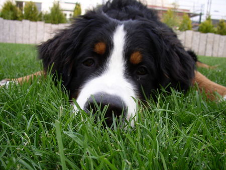 Berner Sennenhund kuckuck