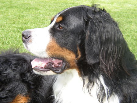 Berner Sennenhund