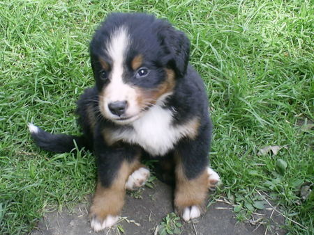 Berner Sennenhund