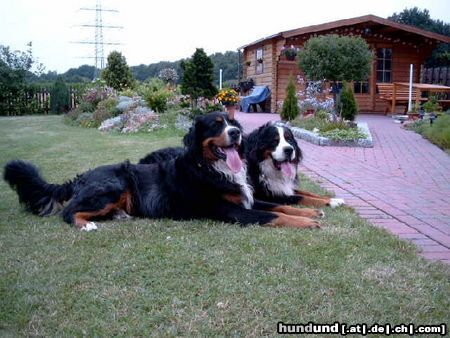 Berner Sennenhund Joe(20 Monate) und Max(3 Jahre) alt