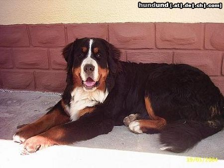 Berner Sennenhund Berner vom Talhof