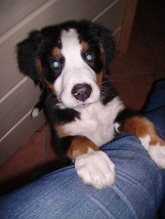 Berner Sennenhund Wir sind so stolz auf unserem Süßen Sam 