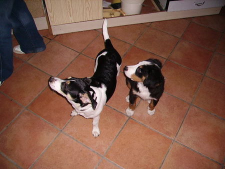 Berner Sennenhund noch kleiner Sam mit seinem kleinem kumpel der momentan noch größer ist wie er aber nicht mehr lange