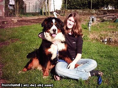 Berner Sennenhund Berner vom Talhof