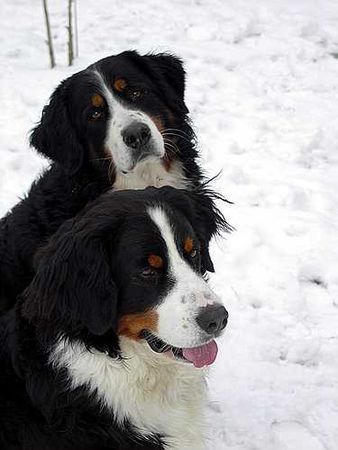 Berner Sennenhund Bonni Und Ambra