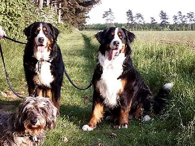 Berner Sennenhund Bonni v. Ameisberg Hexe-Ambra v. Ameisberg u. Zenta v. Münichstal