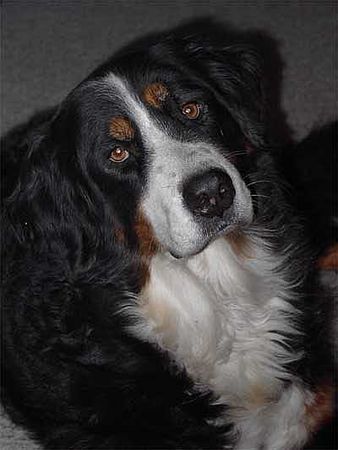 Berner Sennenhund Bonni Und Ambra