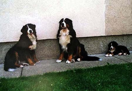 Berner Sennenhund Angelo & Bonita