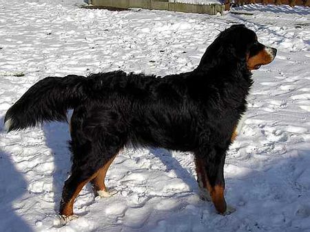 Berner Sennenhund Bonnita