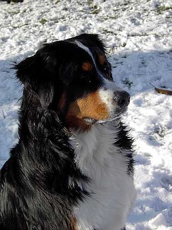 Berner Sennenhund Bonnita