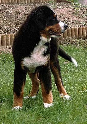 Berner Sennenhund Bonnita z Mokrovous