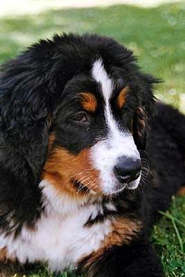 Berner Sennenhund Bonnita z Mokrovous