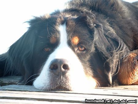 Berner Sennenhund Ein sonniger Spätsommertag in Schweden