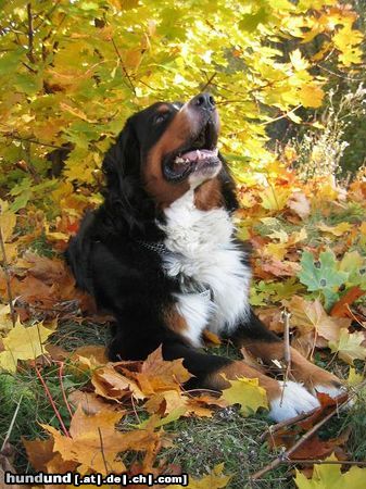 Berner Sennenhund Borys 