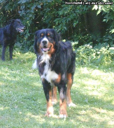 Berner Sennenhund Bruno mit 14 Monaten