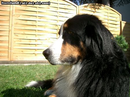 Berner Sennenhund Max nach der Dusche...