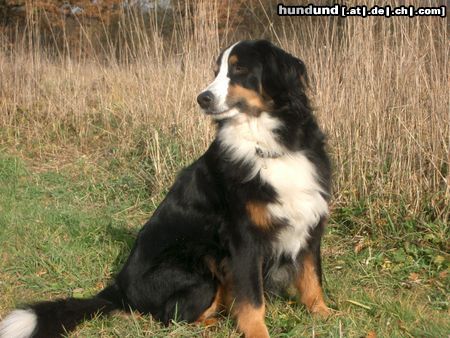 Berner Sennenhund Wo bleibt denn schon wieder meine Freundin!?