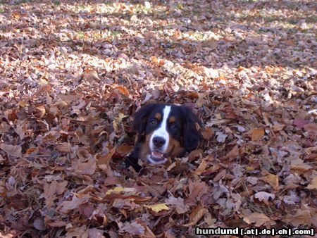 Berner Sennenhund Kayo 6 Monate alt