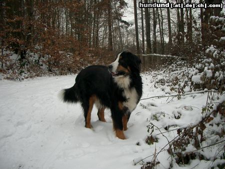 Berner Sennenhund Waldmeister Max