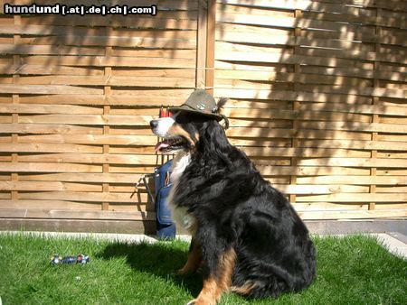 Berner Sennenhund Max alias 