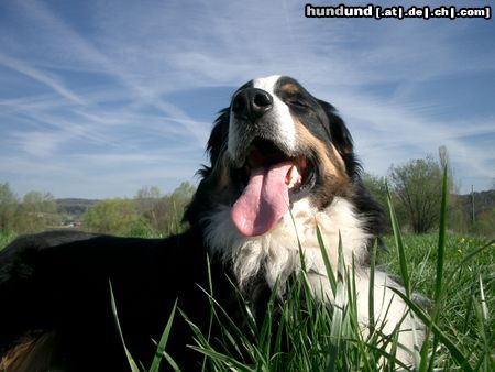 Berner Sennenhund Max und seine Frühjahrsmüdigkeit..