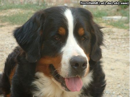 Berner Sennenhund