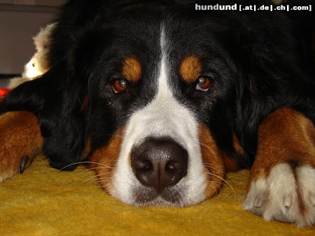 Berner Sennenhund Bella