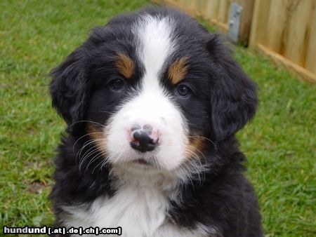 Berner Sennenhund Das ist Bienchen