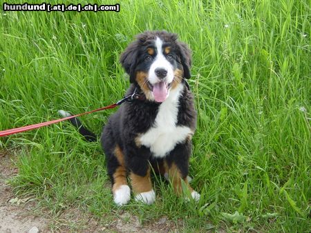 Berner Sennenhund Das ist Bienchen