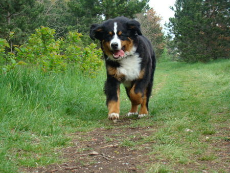 Berner Sennenhund .....Benn und der Sprung über den Bach...