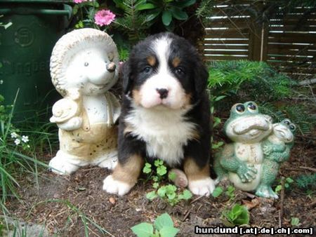 Berner Sennenhund vom Adlerhorst