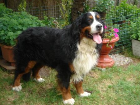 Berner Sennenhund Berner Sennen Rüde Ted