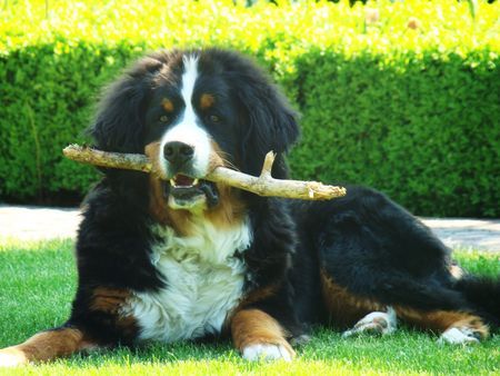 Berner Sennenhund na spiel schon mit mir!!!!!!!Benn mit 7 Monaten....