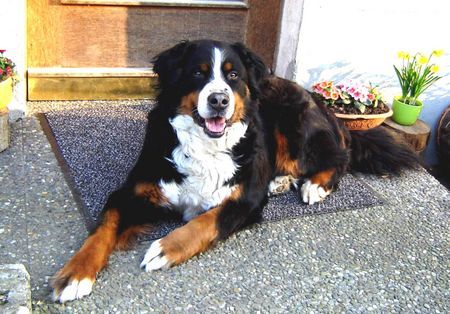 Berner Sennenhund ROMEO v. ORSANKA