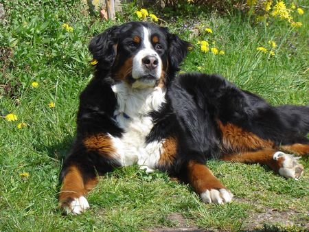 Berner Sennenhund ROMEO v. ORSANKA