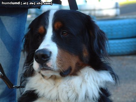 Berner Sennenhund Eddie