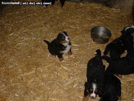 Berner Sennenhund Rasko ca. 6 Wochen 