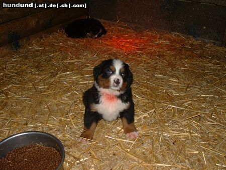 Berner Sennenhund Rasko mit ca. 6 Wochen