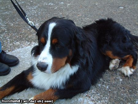 Berner Sennenhund Eddie