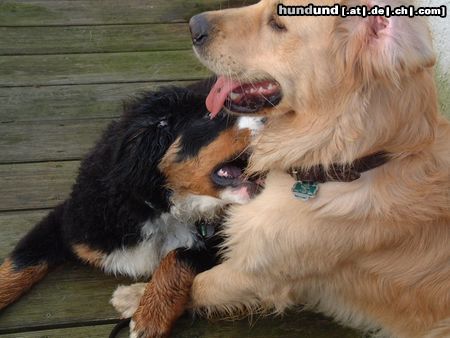 Berner Sennenhund Ben und Buddy