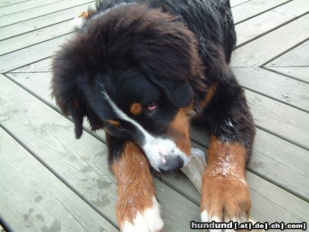 Berner Sennenhund MEINER !