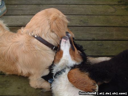 Berner Sennenhund Ben und Buddy